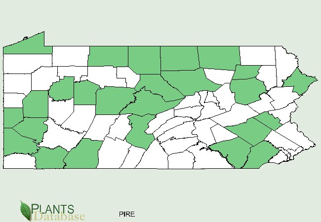 Pinus resinosa is native to scattered counties throughout Pennsylvania