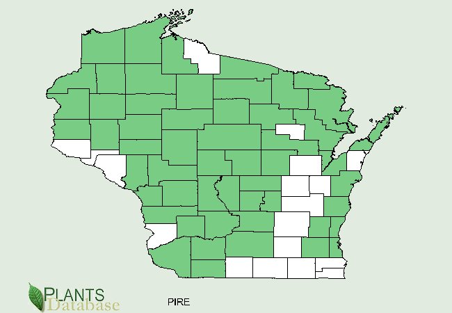 Pinus resinosa is native to most of Wisconsin with the exception of a stretch of eastern counties along the southern border and a few connecting northern counties