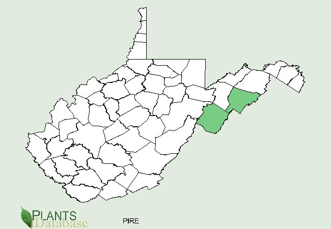 Pinus resinosa is native to a few counties in the eastern arm of West Virginia