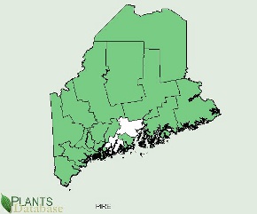 Pinus resinosa is native to all but a few southern central counties in Maine