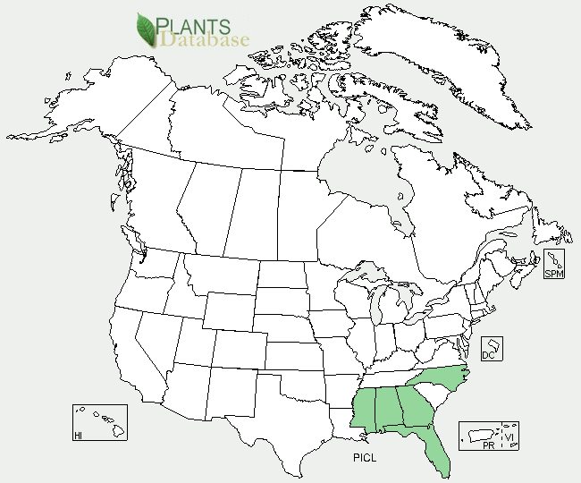 Pinus clausa is native to Alabama, Frorida, Georgia, Mississippi, and North Carolina