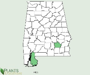 Pinus clausa is native to a few southern counties in Alabama