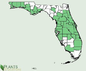Pinus clausa is native to most of Florida with the exception of a few scattered counties in the south west region of the penninsula and the heart of the panhandle