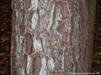Pinus echinata bark is rough and  flaky,  furrowed into vertical plates