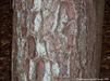 Pinus echinata bark is rough and  flaky,  furrowed into vertical plates