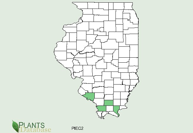 Pinus echinata is native to a few southern counties in southern Illinois