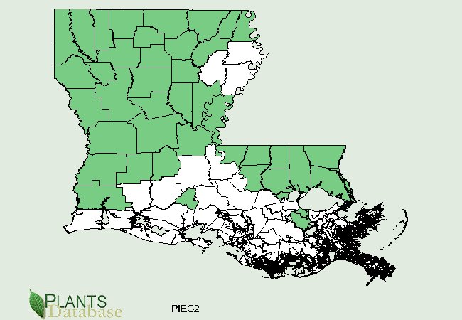 Pinus echinata is native to all but the lower elevations in the south and northern counties along the eatern border of Louisiana