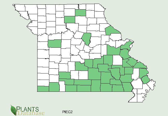 Pinus echinata is native to the southeastern portion of Missouri with a few scattered populations in northern counties