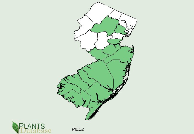 Pinus echinata is native to the lower 2/3rds of New Jersey with scattered populations in the north