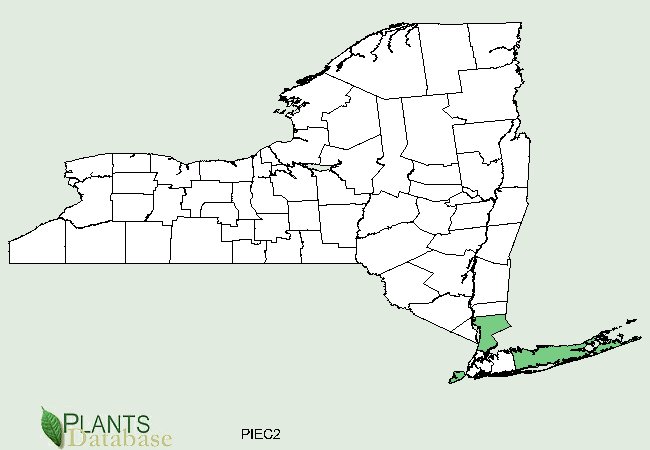 Pinus echinata is native to Long Island and has a few scattered populations in other lower counties of New York