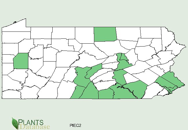 Pinus echinata is native to south central and a few scattered counties in Pennsylvania