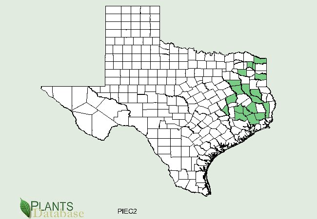Pinus echinata is native to scattered counties in eastern Texas