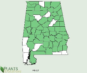 Pinus echinata is native to most of Alabama, exceptions are a few scattered northern counties and the southern portion of the west border