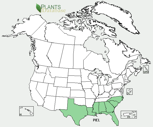 County distribution map not available for Pinus elliottii 