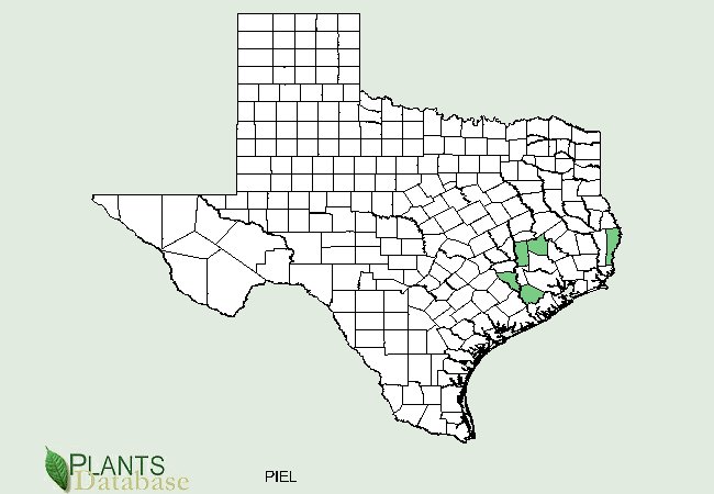 Pinus elliottii is native to a few small populations in southeastern Texas