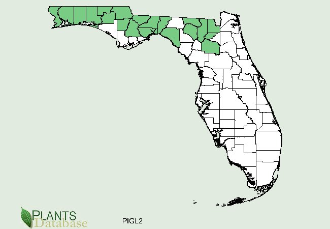 Pinus glabra is native to scattered counties in the Florida panhandle