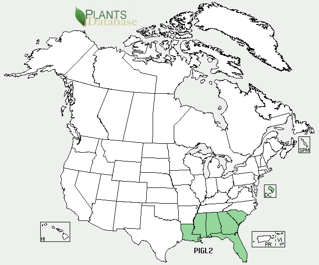 Pinus glabra is natve to the southeastern United States