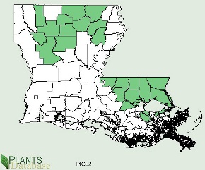 Pinus glabra is native to north central and southeastern counties of Louisiana