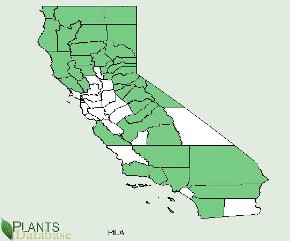 Pinus lambertiana is native to most of California with the exception of scattered central counties and the extreme southeastern tip
