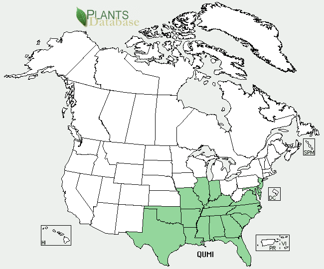 Quercus michauxii is native to most of the eastern United States except for most of New England and states around the Great Lakes area