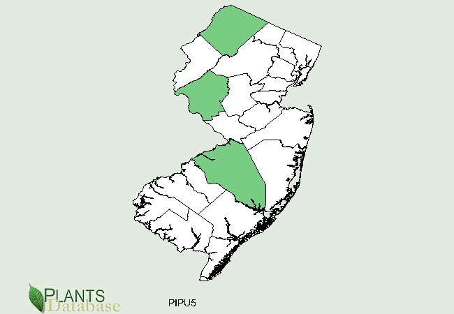 Pinus pungens is native to 3 primary populations, 2 in northern and one central county in New Jersey