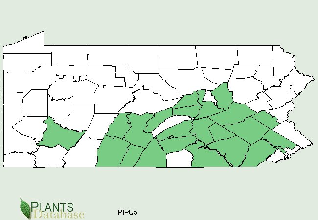 Pinus pungens is native to south central and eastern area of Pennsylvania