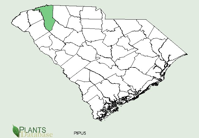 Pinus pungens is limited to one native population in northwest South Carolina