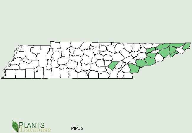 Pinus pungens is native to scattered counties in eastern Tennessee