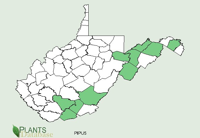 Pinus pungens is native to scattered counties along the eastern border of West Virginia