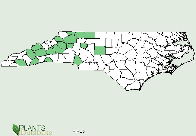 Pinus pungens is native to scattered counties in the western half of North Carolina