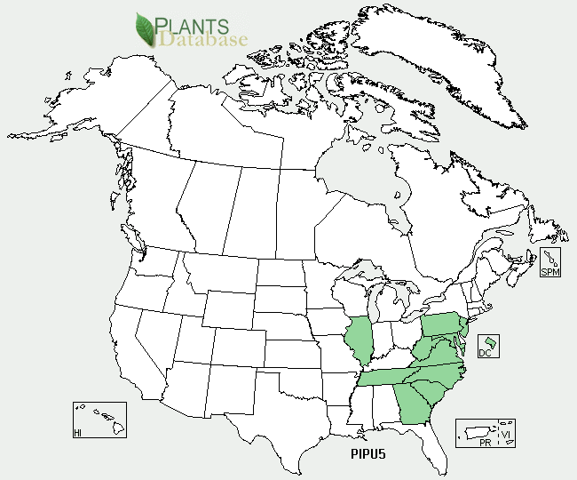 Pinus pungen is native to the Atlantic coast region of the United States as well as Tennessee and Illinois