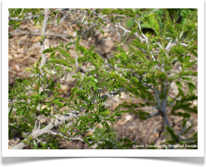 Acacia rigidula, Blackbrush Acacia, thorns