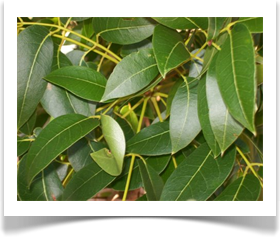 Swietenia mahagoni, West Indian Mahogany, leaves