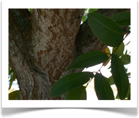 Swietenia mahagoni, West Indian Mahogany, branching young trunk