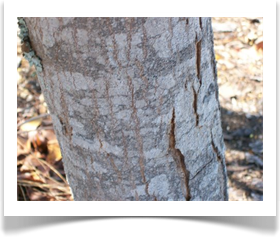 Swietenia mahagoni, West Indian Mahogany, young trunk bark
