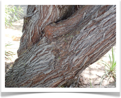 Acacia farnesiana, Sweet Acacia, mature bark