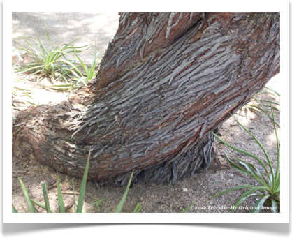 Acacia farnesiana, Sweet Acacia, trunk base