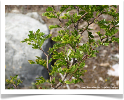 Acacia rigidula, Blackbrush Acacia