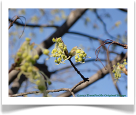 Acer grandidentatum, Bigtooth Maple, Spring growth