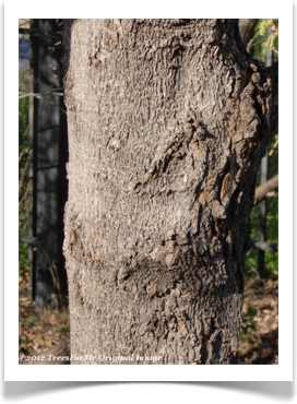 Bigtooth maple bark