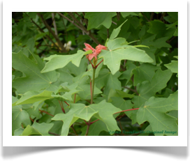 New leaf growth, Acer grandidentatum