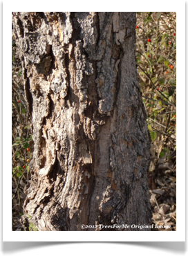 Acer grandidentatum rough bark