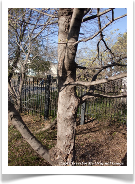 Mature bigtooth maple, Acer grandidentatum