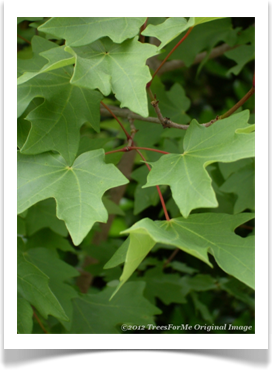 Acer grandidentatum, Bigtooth maple, leaves and stems