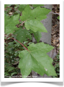 Acer rubrum var. drummondii leaves