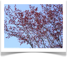 Acer rubrum var. drummondii flowering in February