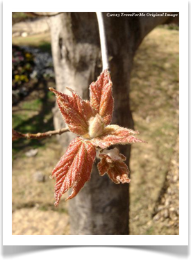 Acer rubrum var. drummondii new leaves