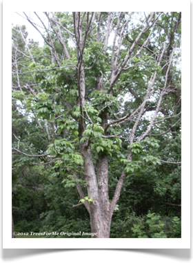Aesculus flava, Yellow Buckeye, tree