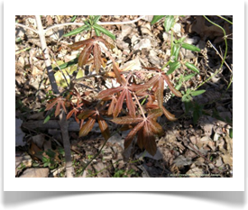 Aesculus pavia, Red Buckeye, new foliage