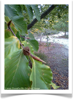 American Beech, Fagus grandifolia, leaves close up